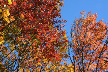 Fototapeta premium Autumn trees, Perimeter Trail, Bradley Farm Preserve, Topsham, Maine, USA