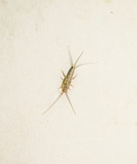 thermobia, Pest books and newspapers. Insect feeding on paper - silverfish, thermobia