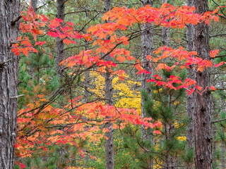 USA, Michigan, Upper Peninsula. Fall foliage and pine trees in the forest.