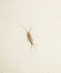thermobia, Pest books and newspapers. Insect feeding on paper - silverfish, thermobia
