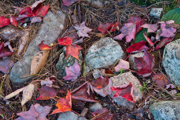 Autumn leaves, near Bubble Pond, Acadia National Park, Maine, USA