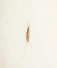 thermobia, Pest books and newspapers. Insect feeding on paper - silverfish, thermobia