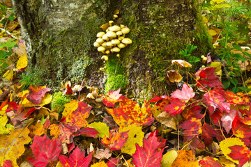 Autumn leaves, mushrooms, Maquoit Bay Conservation Land, Brunswick, Maine, USA