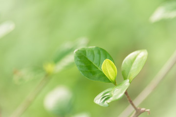 Choose the focus point on the leaf,The leaves are fresh green with copy space