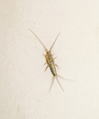 Thermobia domestica. Pest books and newspapers. Lepismatidae Insect feeding on paper - silverfish