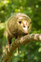 Pine County. Captive adult opossum. Credit as: Cathy and Gordon Illg / Jaynes Gallery / DanitaDelimont.com
