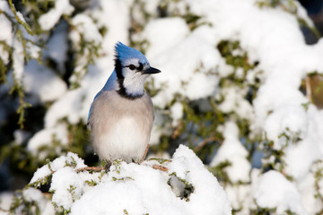 Blue Jay (Cyanocitta cristata) in Keteleeri Juniper (Juniperus keteleeri) in winter, Marion, Illinois, USA.