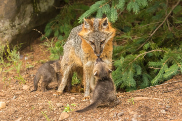 USA, Minnesota, Minnesota Wildlife Connection. Captive gray fox adult and kits. greeting Credit as: Cathy & Gordon Illg / Jaynes Gallery / DanitaDelimont.com