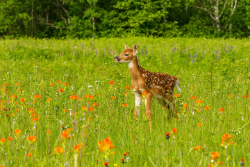 Pine County. Captive fawn. Credit as: Cathy and Gordon Illg / Jaynes Gallery / DanitaDelimont.com