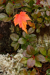Autumn Maple leaf on blueberry foliage, Pictured Rocks National Lakeshore, Upper Peninsula of Michigan.