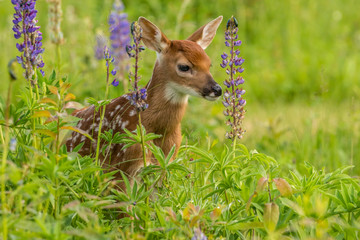 Pine County. Captive fawn. Credit as: Cathy and Gordon Illg / Jaynes Gallery / DanitaDelimont.com