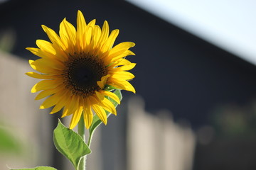 Sunflower Yellow