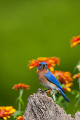 Eastern Bluebird (Sialia sialis) male on fence post near flower garden, Holmes, Mississippi, USA.