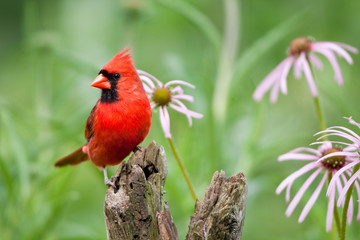 Northern Cardinal (Cardinalis cardinalis) male on fence post by pale purple coneflowers (Echinacea pallida) near flower garden, Marion, Illinois, USA.