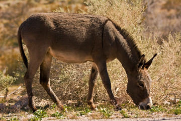 Wild burro grazing. Red Rock Canyon Area, Nevada, USA.