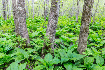 Skunk cabbage, Symplocarpus foetidus, in a forested wetland in Epping, New Hampshire.
