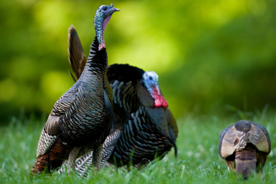 Eastern Wild Turkeys (Meleagris gallopavo) gobbler strutting near hen in field, Holmes, Mississippi, USA.
