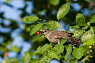 Gray Catbird (Dumetella carolinensis) eating Serviceberry (Amelanchier canadensis). Marion, Illinois, USA.
