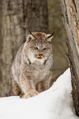 Canada Lynx or Canadian Lynx in winter, (Captive) Montana
