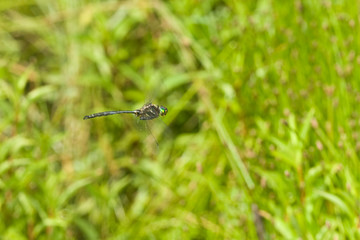 Hine's Emerald (Somatochlora hineana) male in flight, Federally Endangered Species, Reynolds, Missouri, USA.