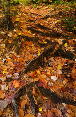 USA, Michigan, Upper Peninsula. Roots of trees with carpet of fallen leaves in autumn. Credit as: Nancy Rotenberg / Jaynes Gallery / DanitaDelimont.com