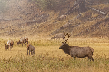 Bull Elk with females on foggy morning along Madison River, Yellowstone National Park (Montana, Wyoming)