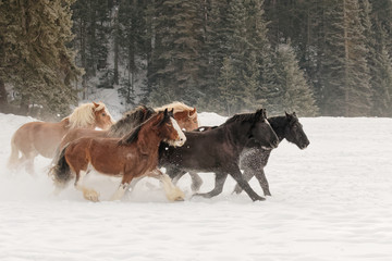 Belgian Horse roundup in winter, Kalispell, Montana. Equus ferus caballus