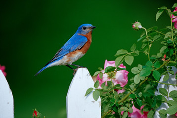 Eastern Bluebird (Sialia sialis) male on picket fence near pink rose bush Marion County, Illinois