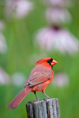 Northern Cardinal (Cardinalis cardinalis) male on fence post in flower garden, Marion, Illinois, USA.