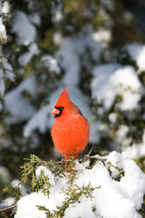 Northern Cardinal (Cardinalis cardinalis) male on Keteleeri Juniper (Juniperus keteleeri) in winter, Marion, Illinois, USA.