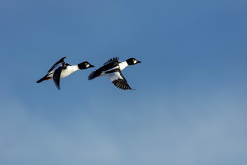 Common goldeneye ducks at Freezeout Lake Wildlife Management Area near Choteau, Montana, USA