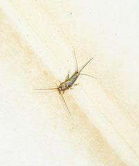 Thermobia domestica. Pest books and newspapers. Lepismatidae Insect feeding on paper - silverfish