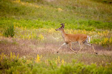 National Bison Range, Montana, USA. White-tailed deer buck running across a meadow.