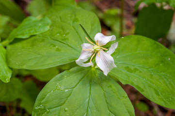 Ross Cedar Grove, Western Red Cedars, Kootenai National Forest near Libby, Montana