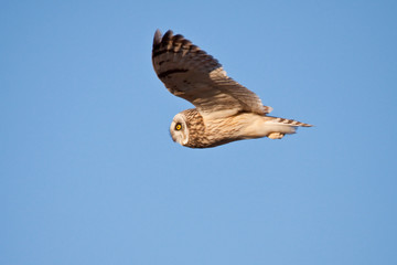 Fototapeta premium Short-eared Owl (Asio flammeus) in flight at Prairie Ridge State Natural Area, Marion, Illinois, USA.