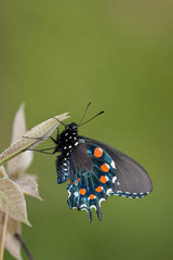 Pipevine Swallowtail (Battus philenor) male in, Marion, Illinois, USA.