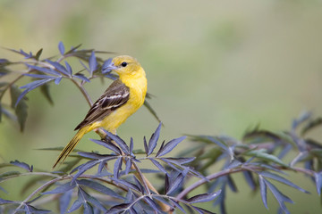 Orchard Oriole (Icterus spurius) female on Black Lace Elderberry (Sambucus nigra 'Eva') ). Marion, Illinois, USA.