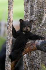 Black Bears Cub Lounging © Ken Archer/Danita Delimont
