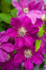 Obraz premium Flowers at Robinette's Apple Haus and Gift Barn, Grand Rapids, Michigan, USA.