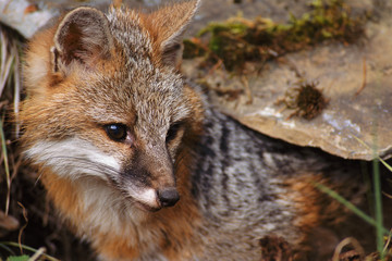 USA, Montana, Kalispell. Gray fox at Triple D Game Farm. Credit as: Marie Bush / Jaynes Gallery / DanitaDelimont.com