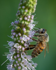 Portrait of worker bee gathering pollen. Black and yellow bee