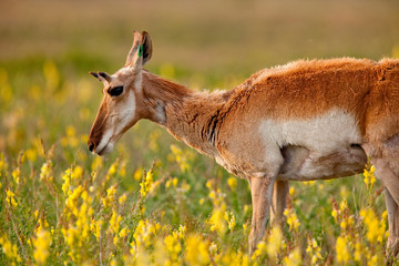 Pronghorn (Antilocapra americana) antelope in flowers