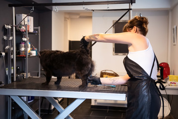 Fototapeta na wymiar pet hairdresser woman cutting fur of cute black dog