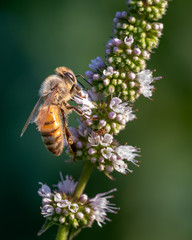 Honey bee gathering pollen from a wild flower. Bee is in direct sunlight. 