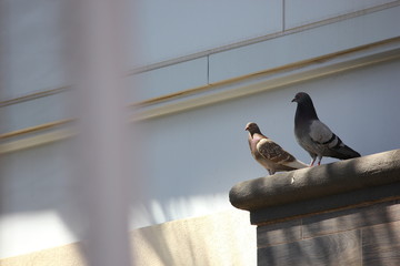 Pidgeon Friends