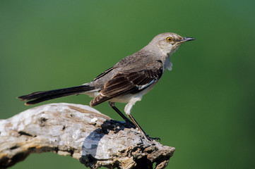 Northern Mockingbird (Mimus polyglottos) Starr County, Texas