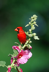 Northern Cardinal (Cardinalis cardinalis) male on Hollyhock (Alcea rosea) Marion County, Illinois