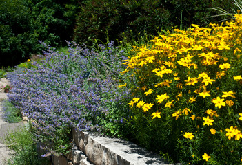 USA, Minnesota, Chaska, Minnesota Landscape Arboretum, Sensory Garden, Rudebeckia Goldstrum