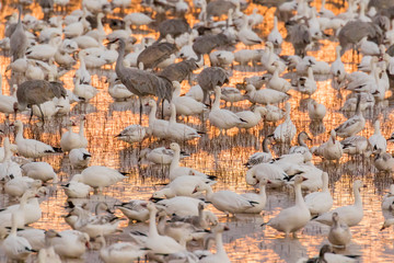 USA, New Mexico, Bosque del Apache Wildlife Refuge. Geese in water at sunset. 