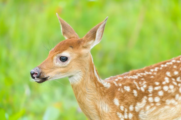USA, Minnesota, Sandstone, Minnesota Wildlife Connection. Close-up of White-tailed deer fawn.